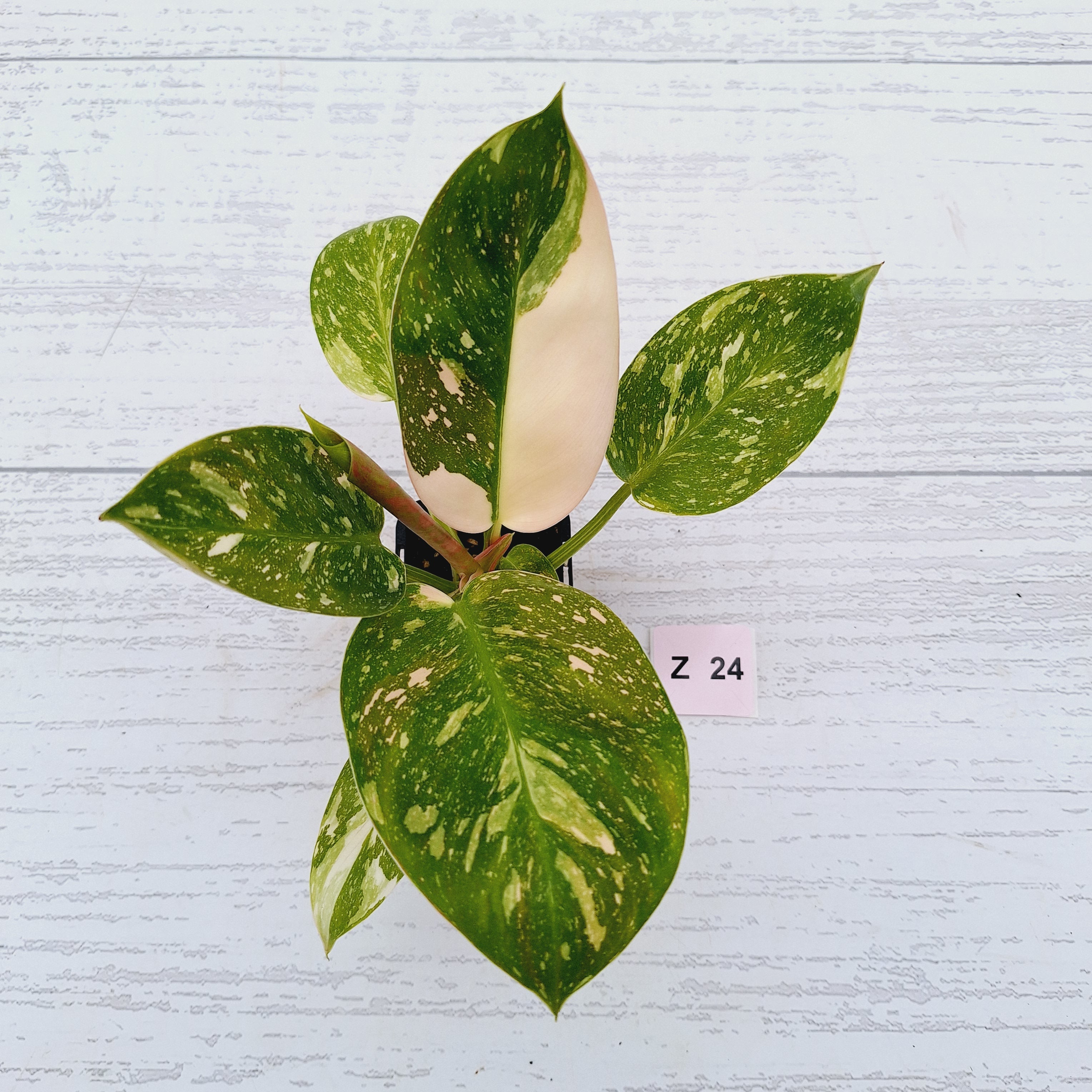 Philodendron Green Congo Variegata (Nuclear)