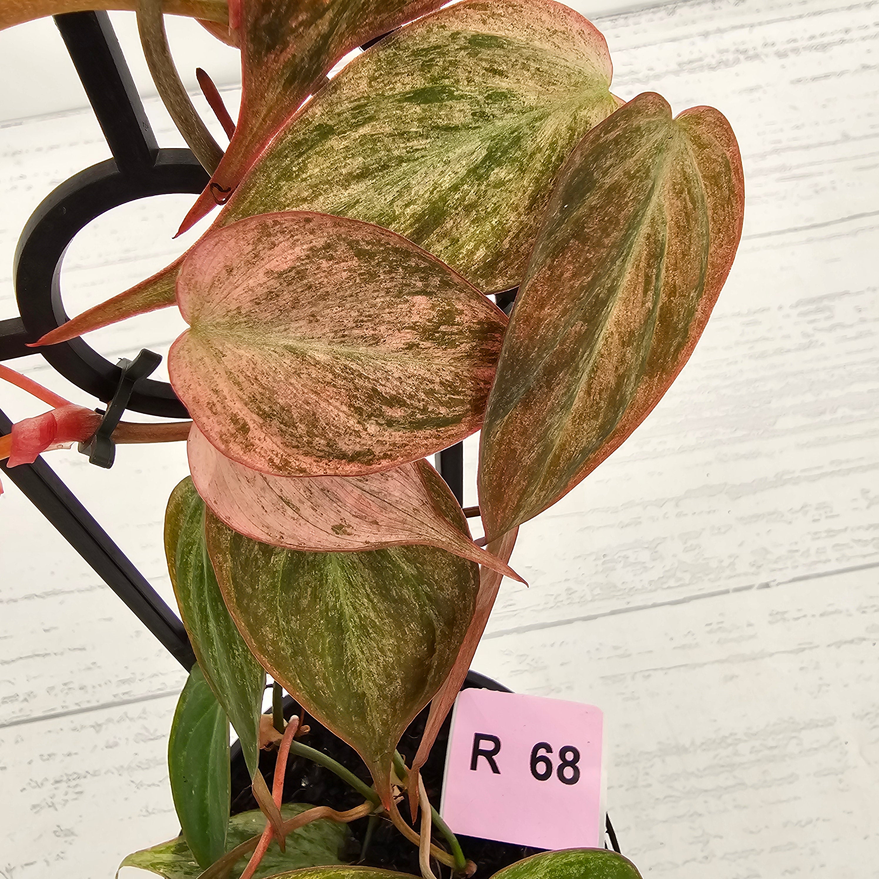 Philodendron Micans 'Pink Mint'