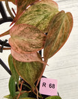 Philodendron Micans 'Pink Mint'