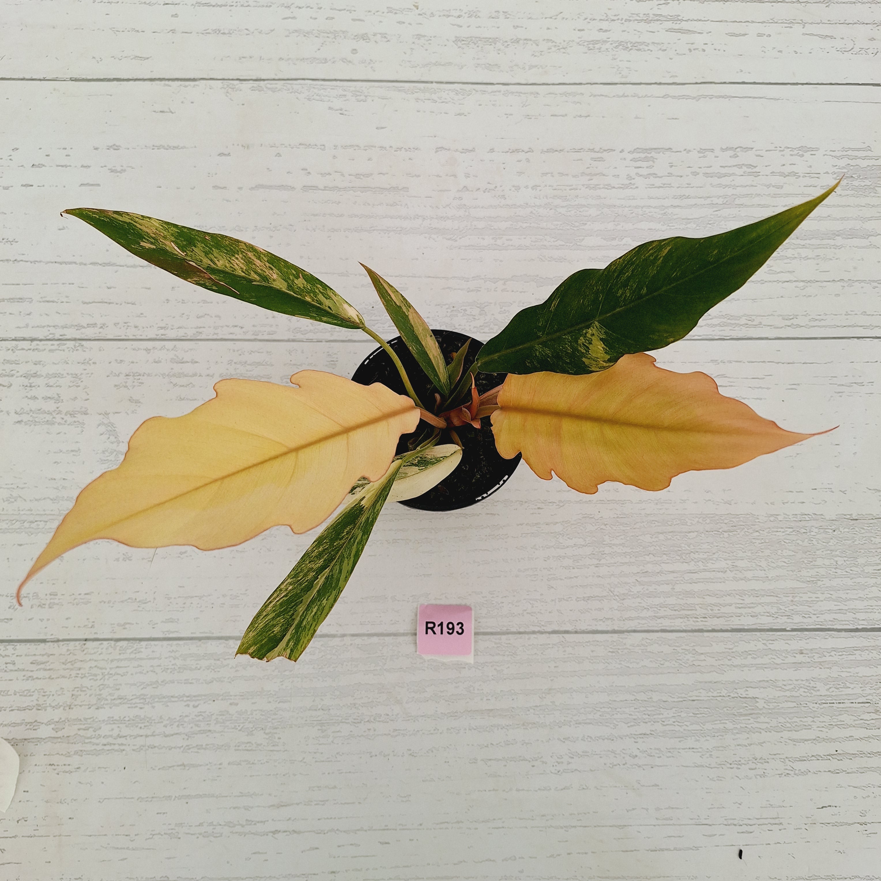 Philodendron serratum 'Caramel Marble'