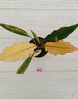 Philodendron serratum 'Caramel Marble'