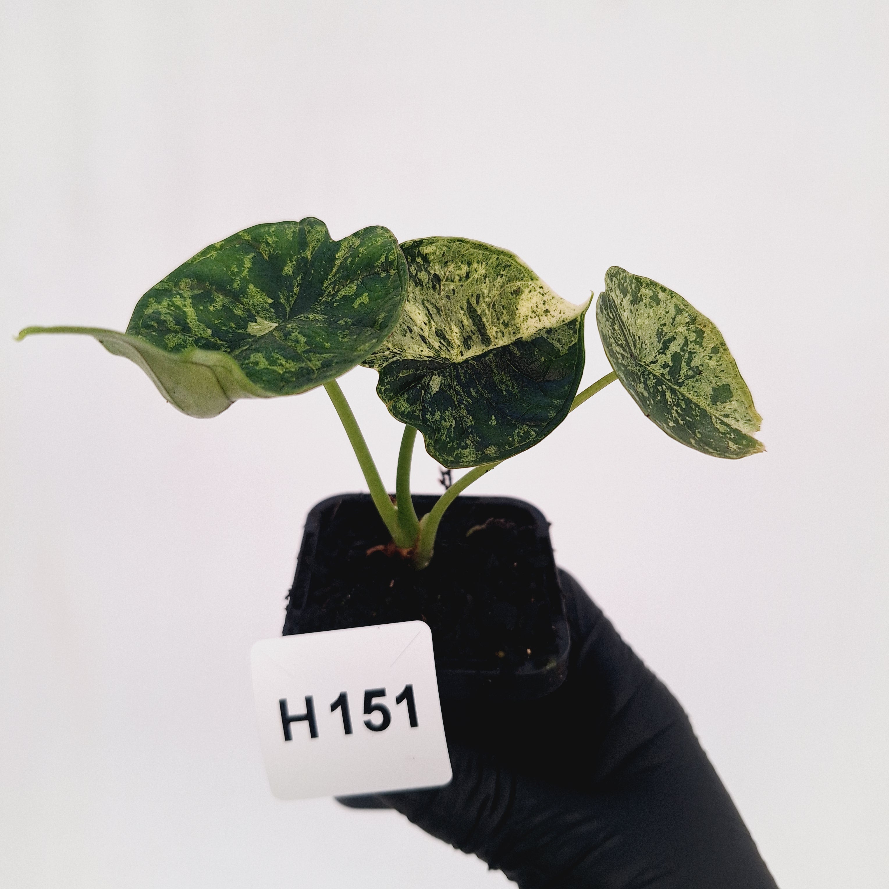 Alocasia baginda ‘Dragon Scale Mint'