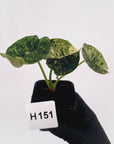 Alocasia baginda ‘Dragon Scale Mint'