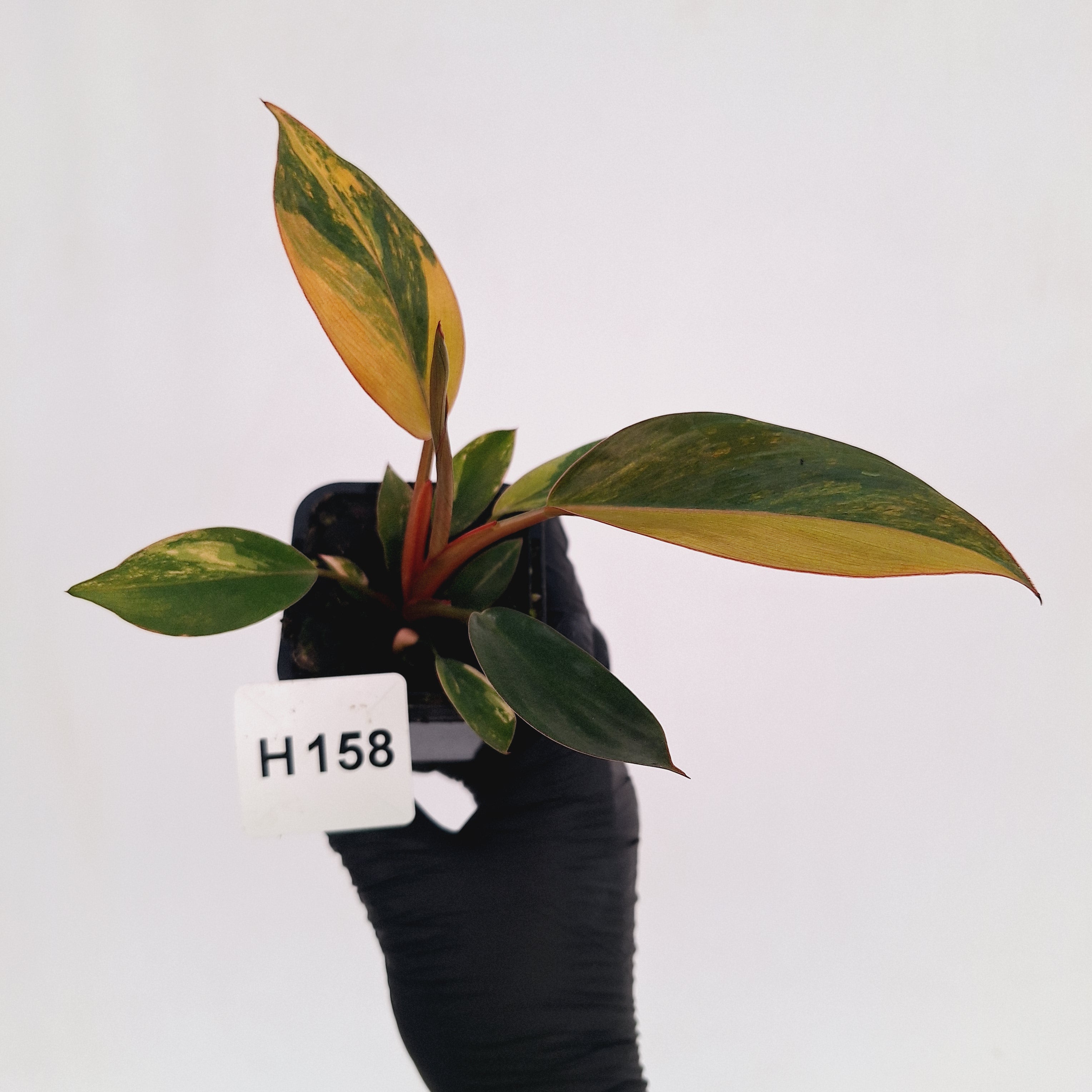 Philodendron 'Rojo Congo Variegated' - SALE