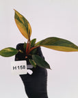 Philodendron 'Rojo Congo Variegated' - SALE