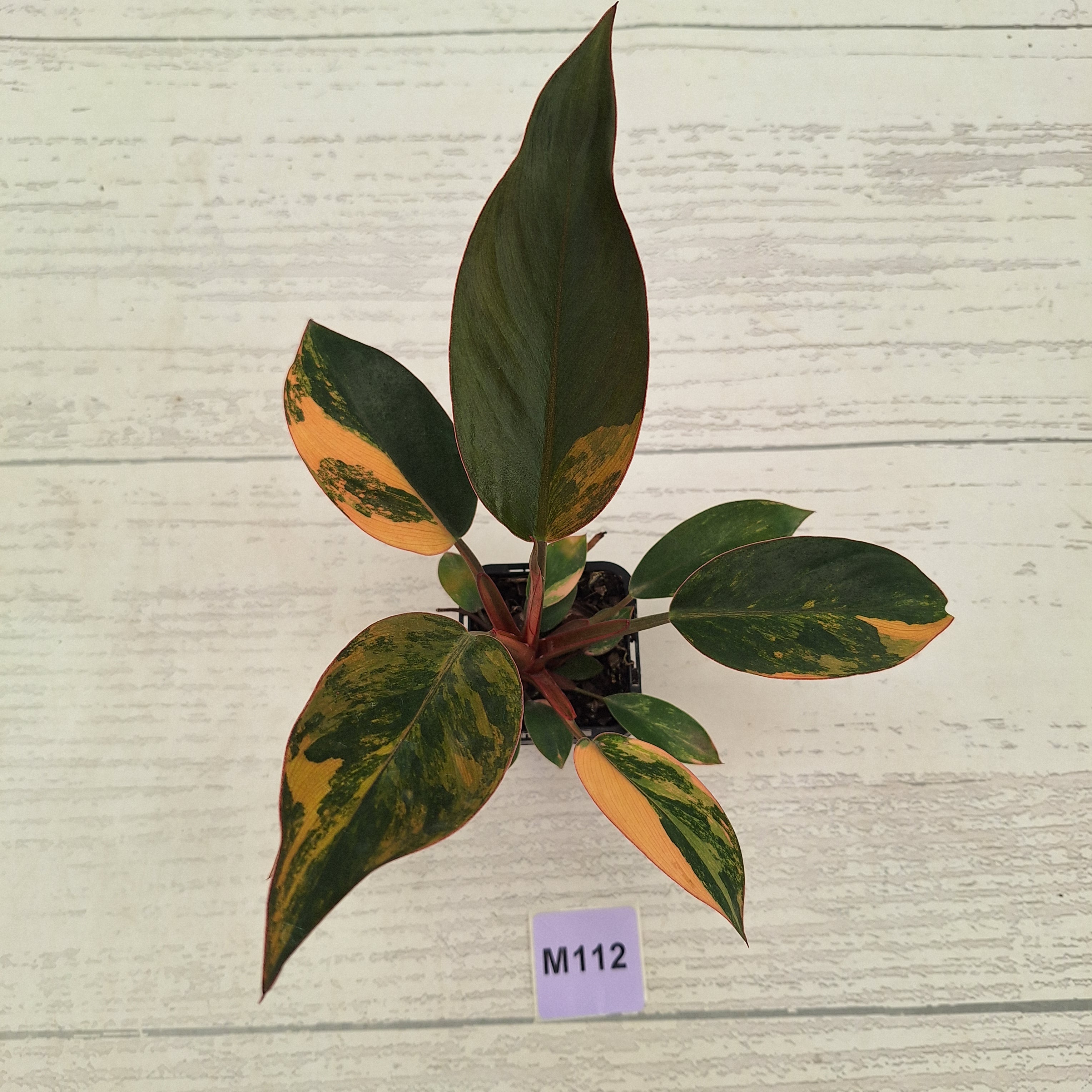 Philodendron 'Rojo Congo Variegated' 70mm