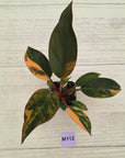 Philodendron 'Rojo Congo Variegated' 70mm
