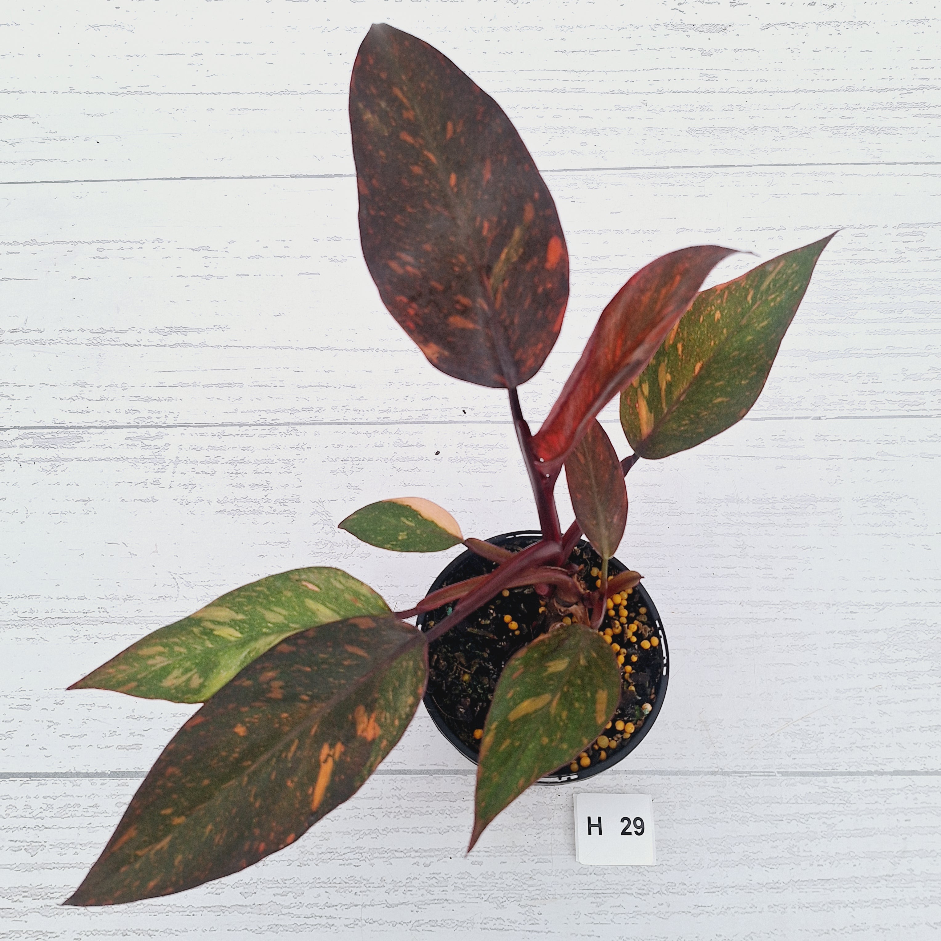 Philodendron 'Orange Princess' - FLASH SALE