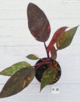 Philodendron 'Orange Princess' - FLASH SALE