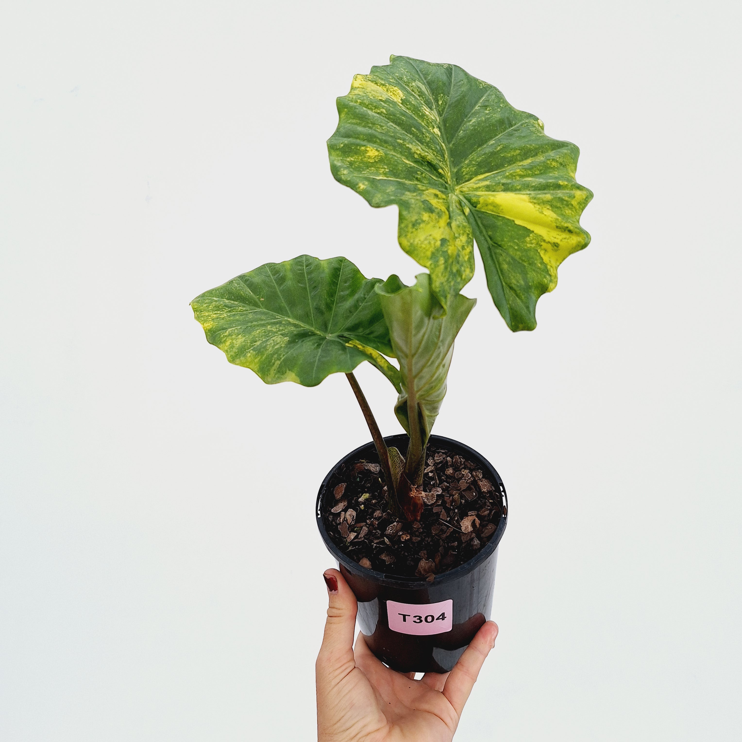 Alocasia Portora Variegata