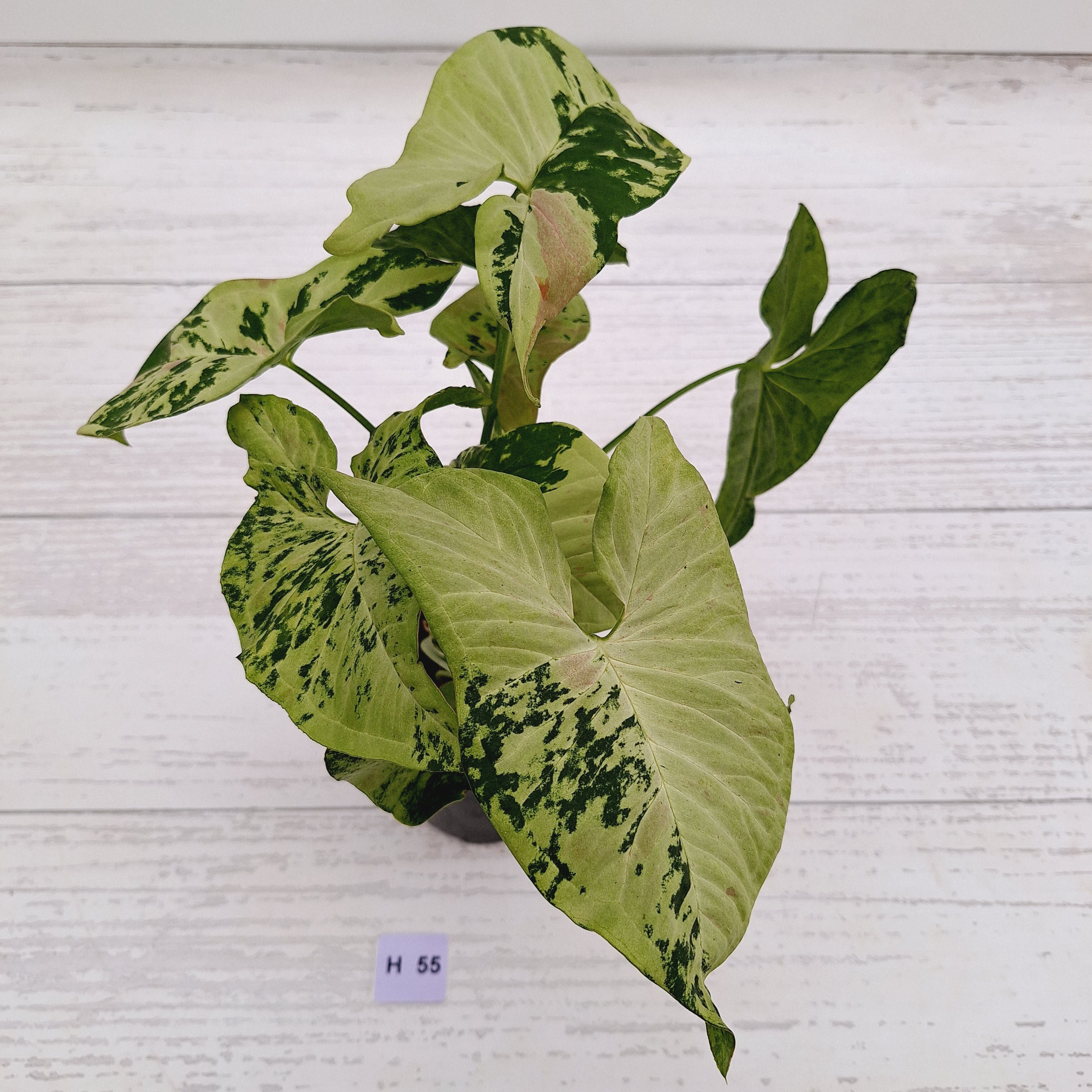 Syngonium podophyllum Confetti Tricolour