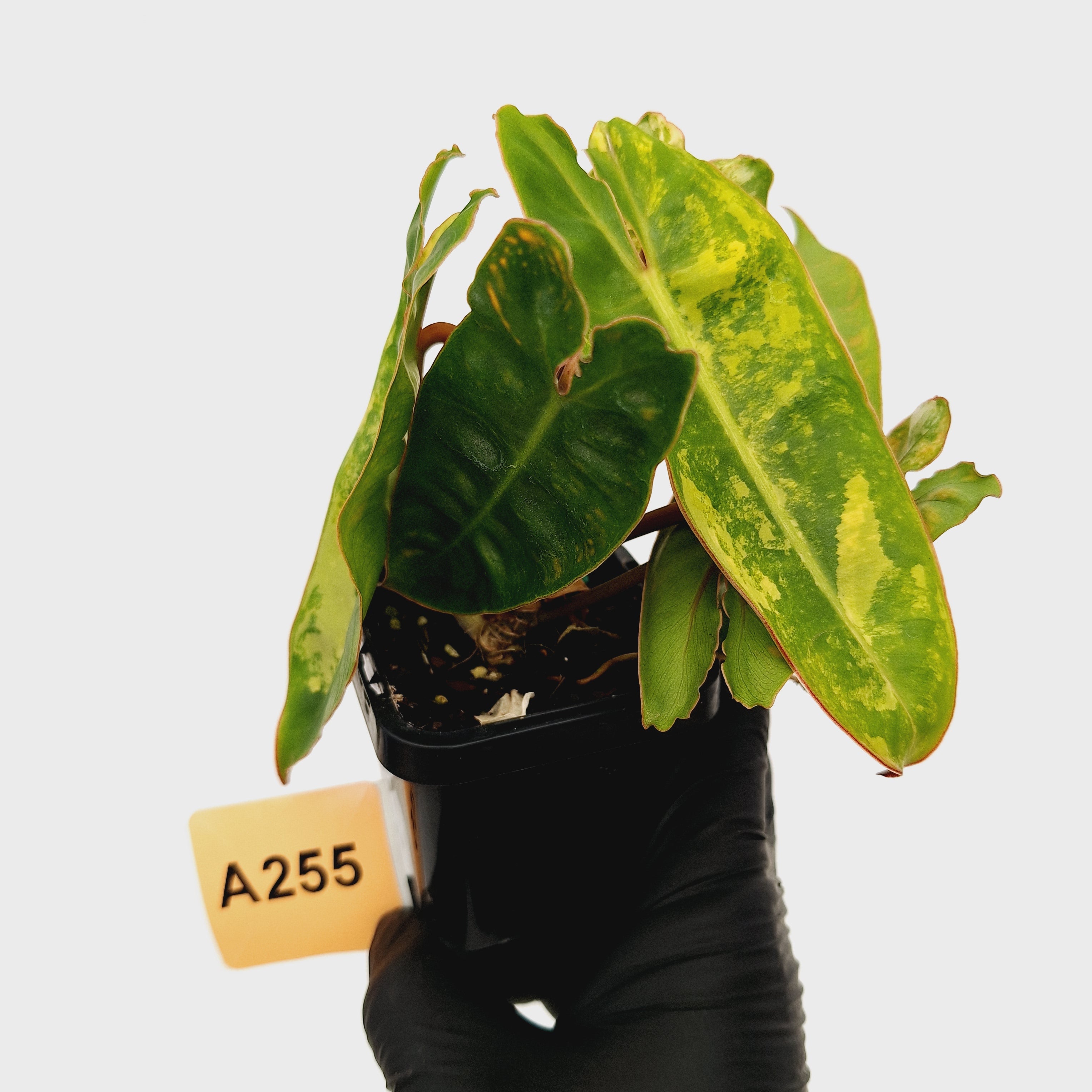 Philodendron billietiae Variegata