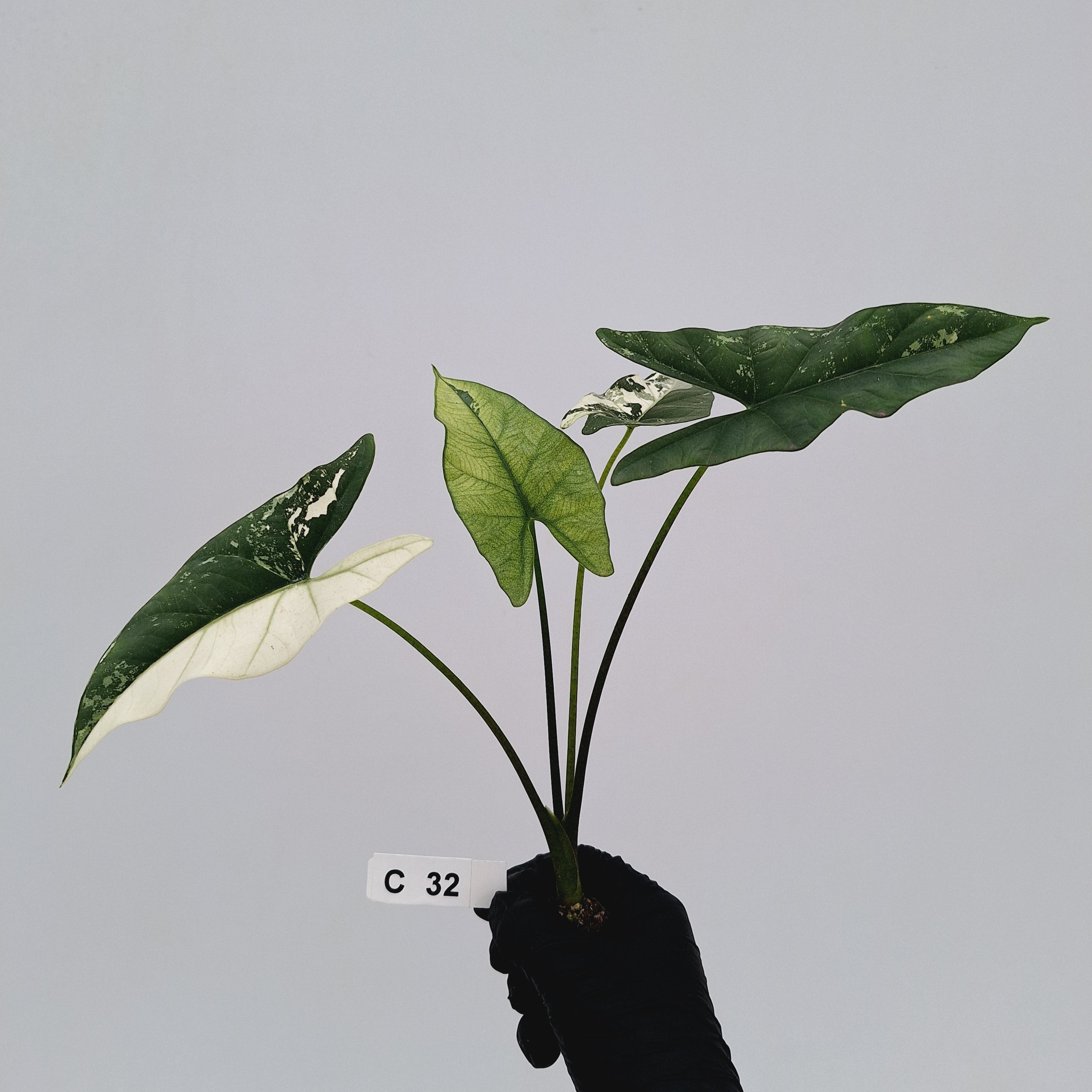 Alocasia 'Simpo' Albo Variegata- Bare Bottom Baby