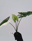 Alocasia 'Simpo' Albo Variegata- Bare Bottom Baby