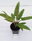 Alocasia lauterbachiana  Variegata