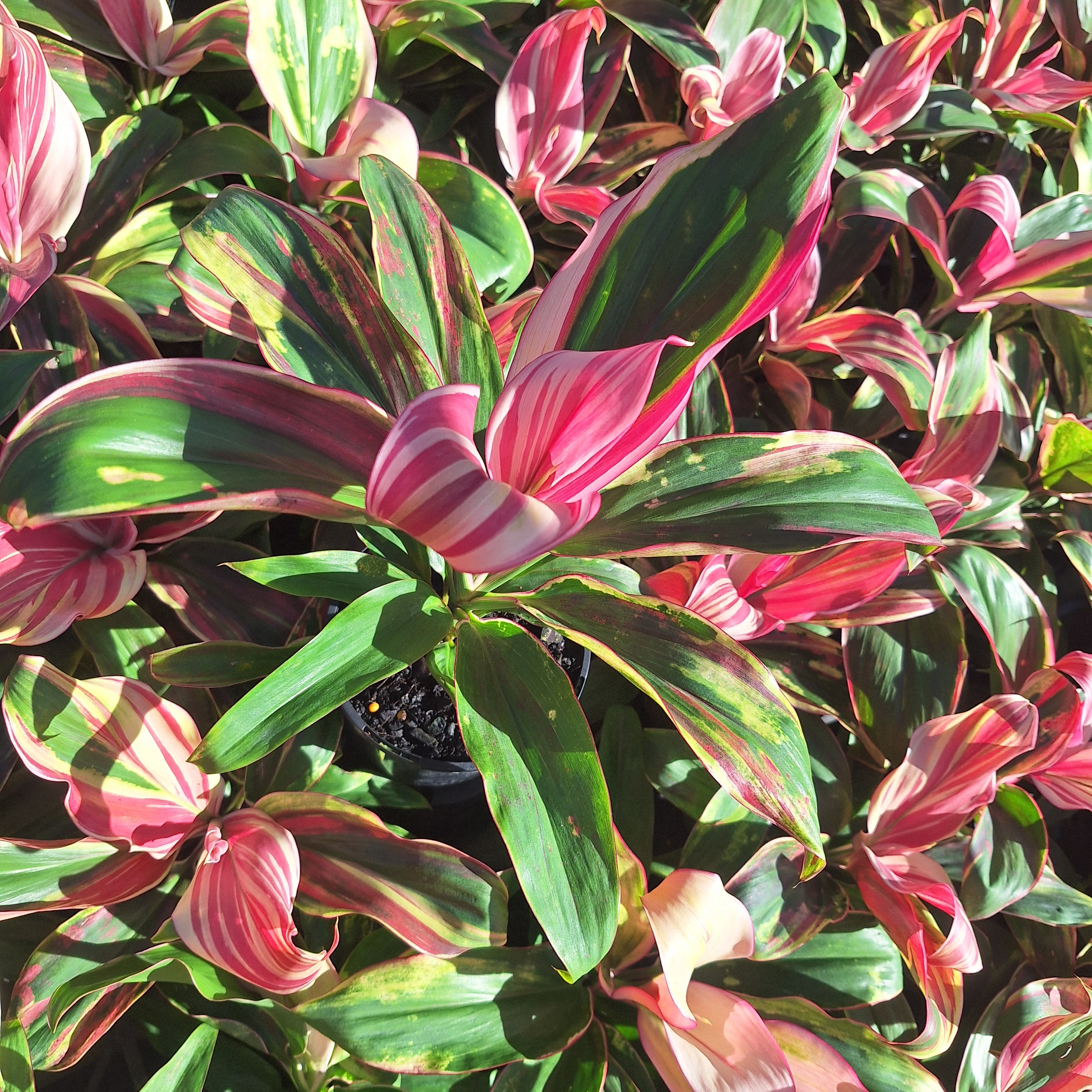 Cordyline fruticosa 'Burlesque'