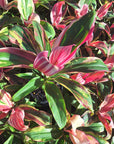 Cordyline fruticosa 'Burlesque'