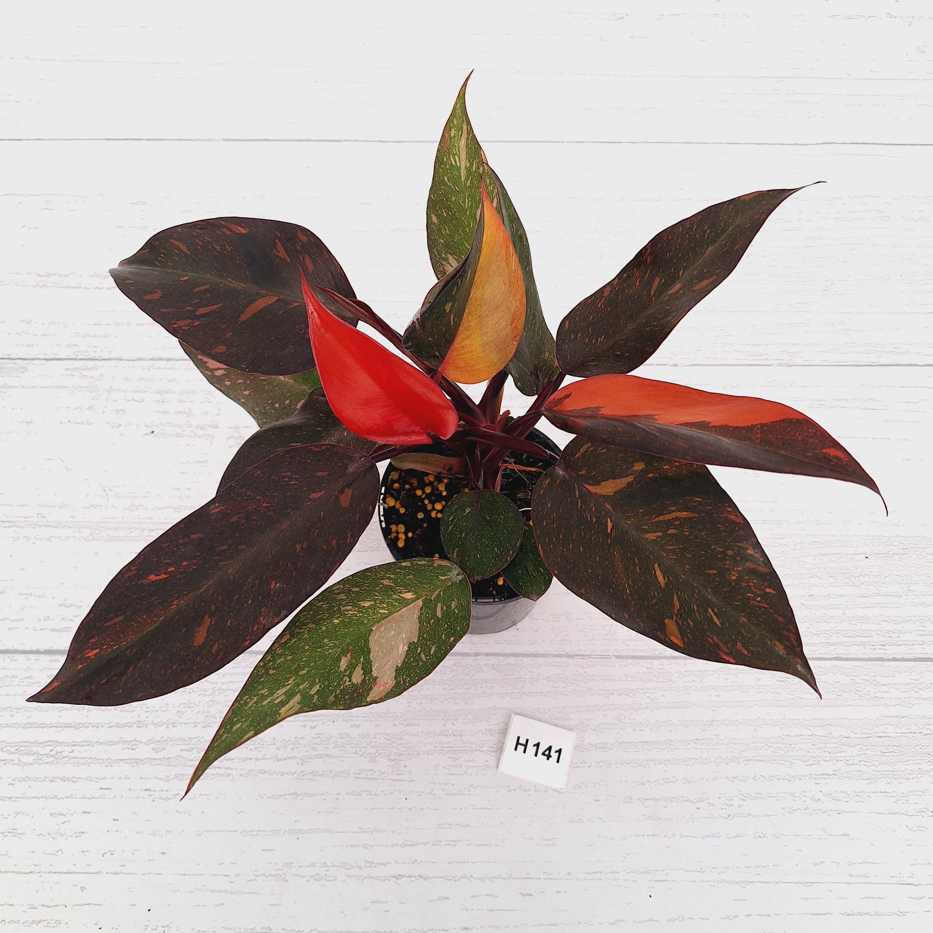 Philodendron 'Orange Princess'