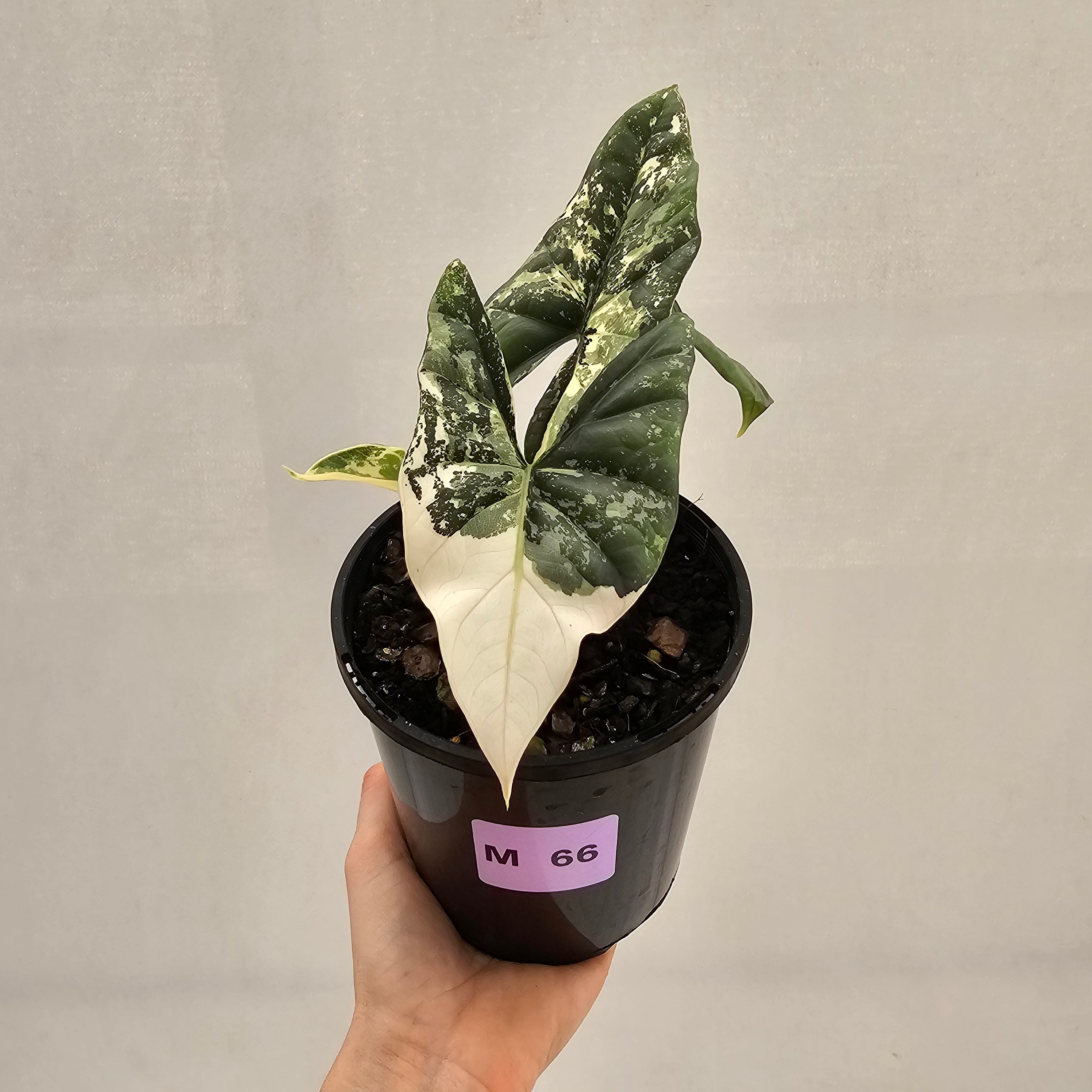 Alocasia ‘Simpo Albo’ Variegata - SALE
