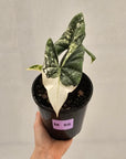 Alocasia ‘Simpo Albo’ Variegata - SALE