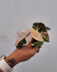Alocasia reginula 'Black Velvet variegata'- Bare Bottom Baby