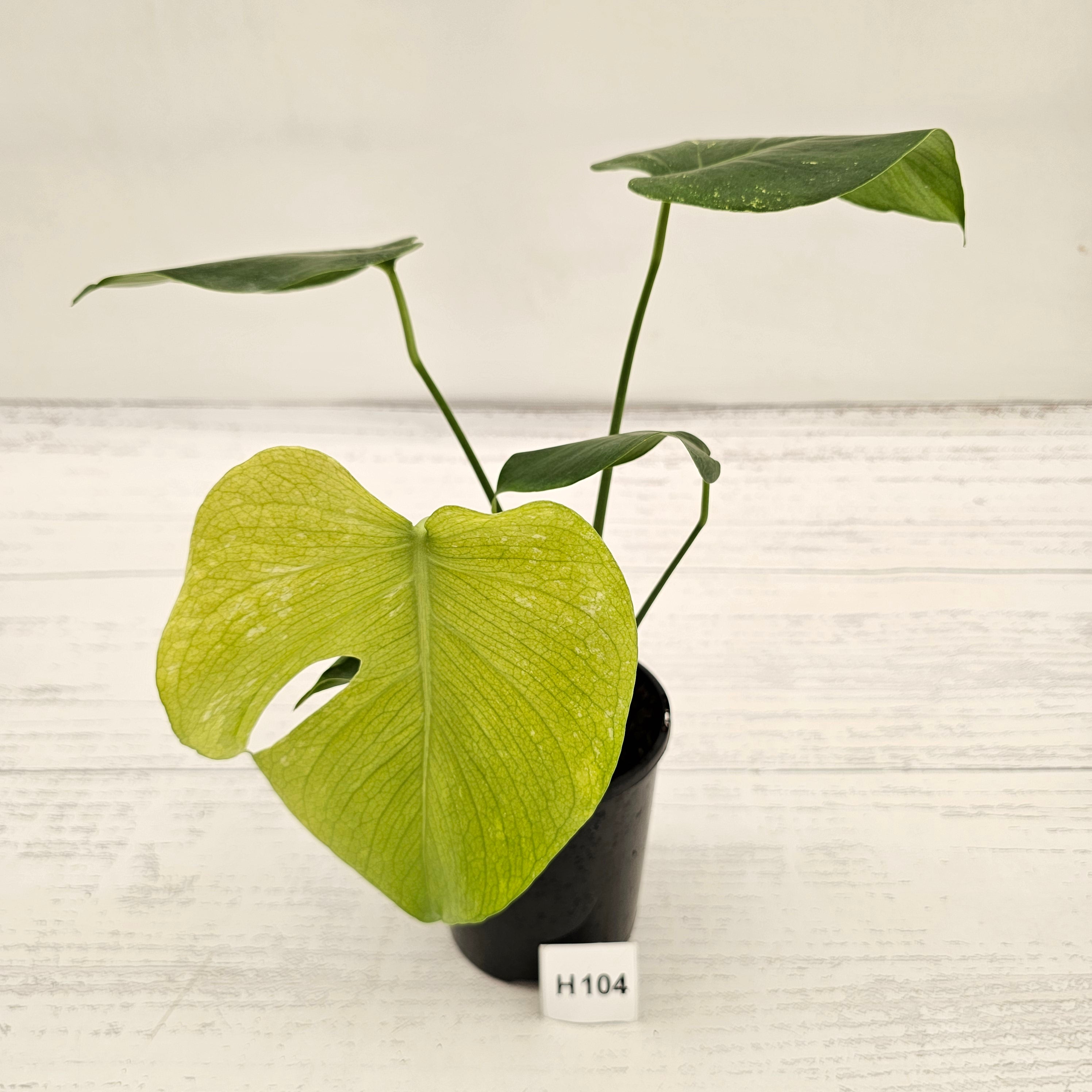 Monstera Deliciosa 'Mint'