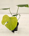 Monstera Deliciosa 'Mint'