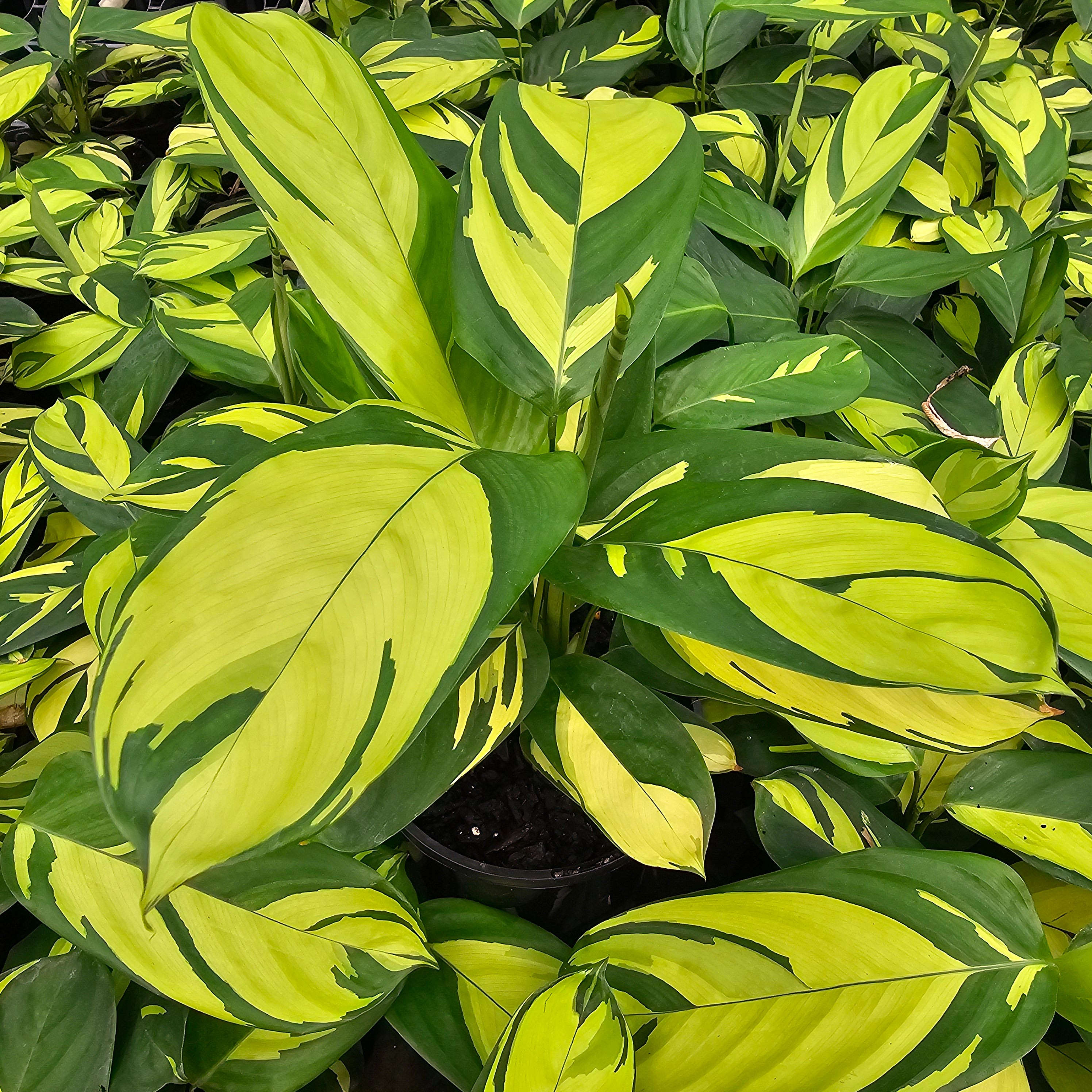 Ctenanthe pilosa 'Golden Mosaic'