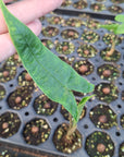 Alocasia zebrina 'Reticulata' - Bare Bottom Baby - SALE
