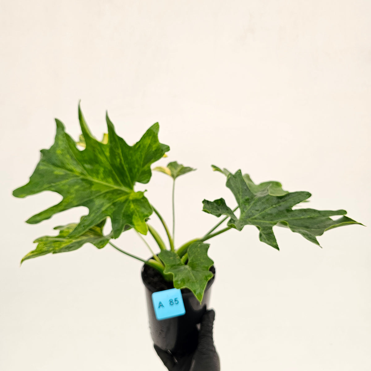 Philodendron bipinnatifidum variegata - SALE