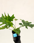 Philodendron bipinnatifidum variegata - SALE