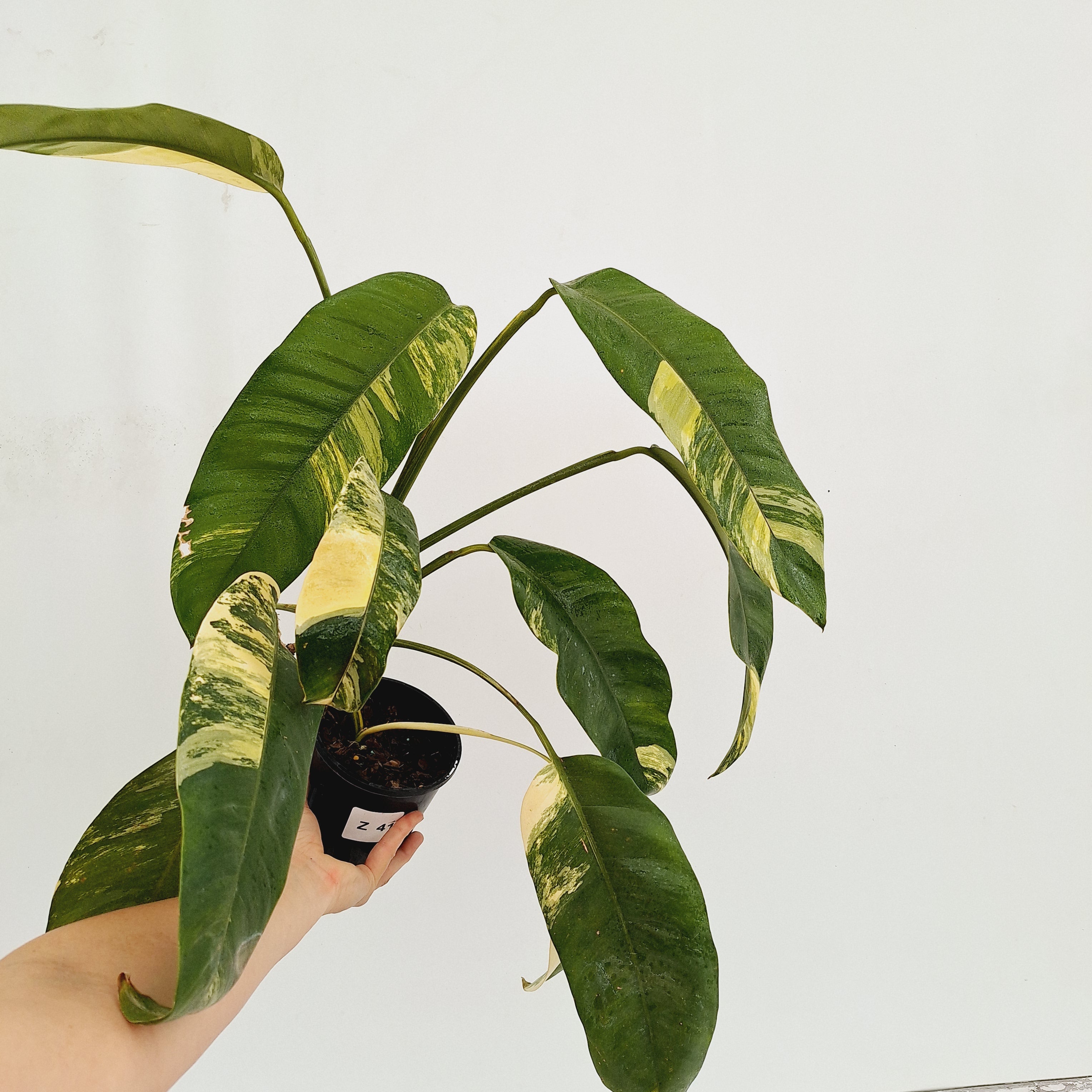 Epipremnum giganteum ‘Variegata’