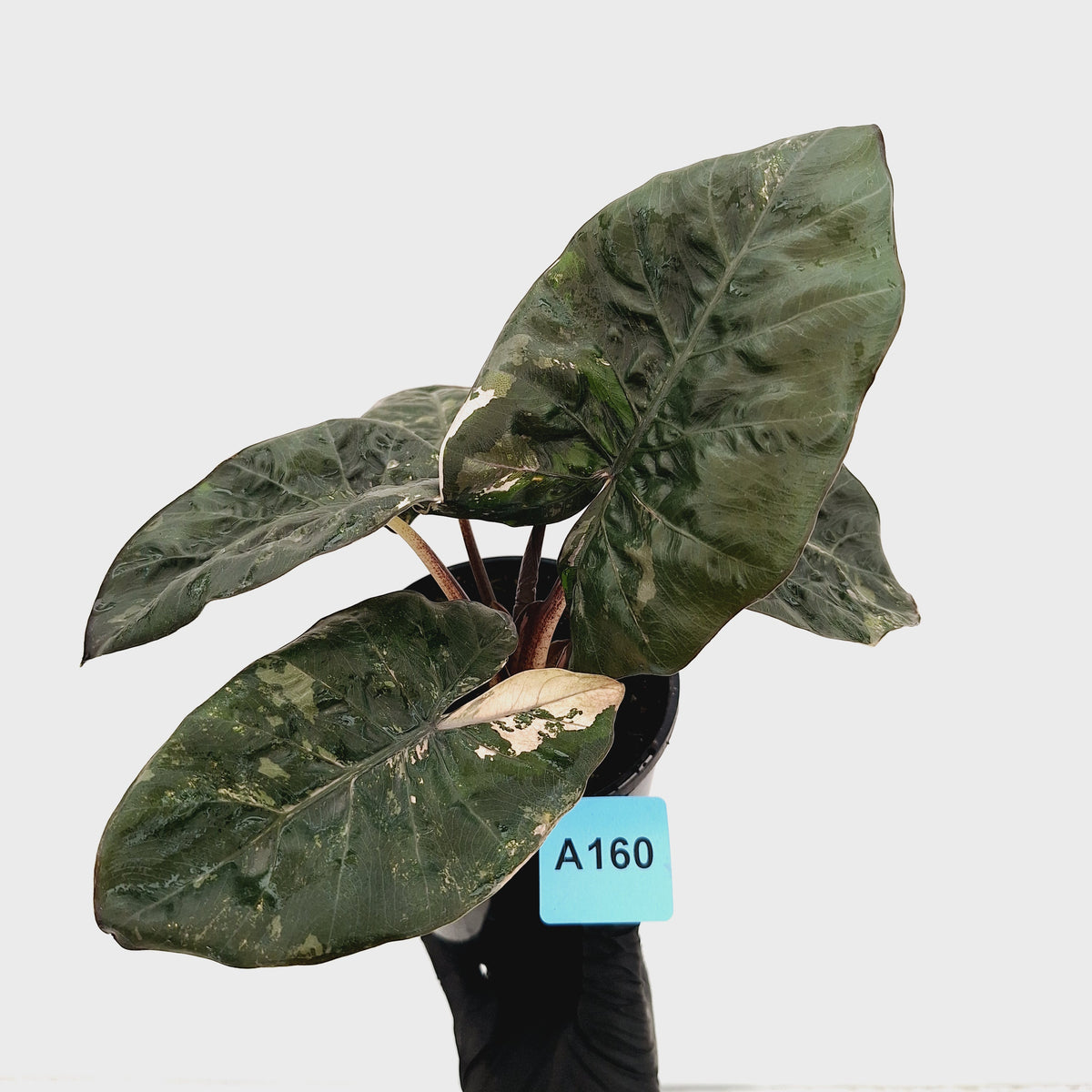 Alocasia macrorrhizos 'plumbea Variegata'