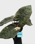 Alocasia macrorrhizos 'plumbea Variegata'