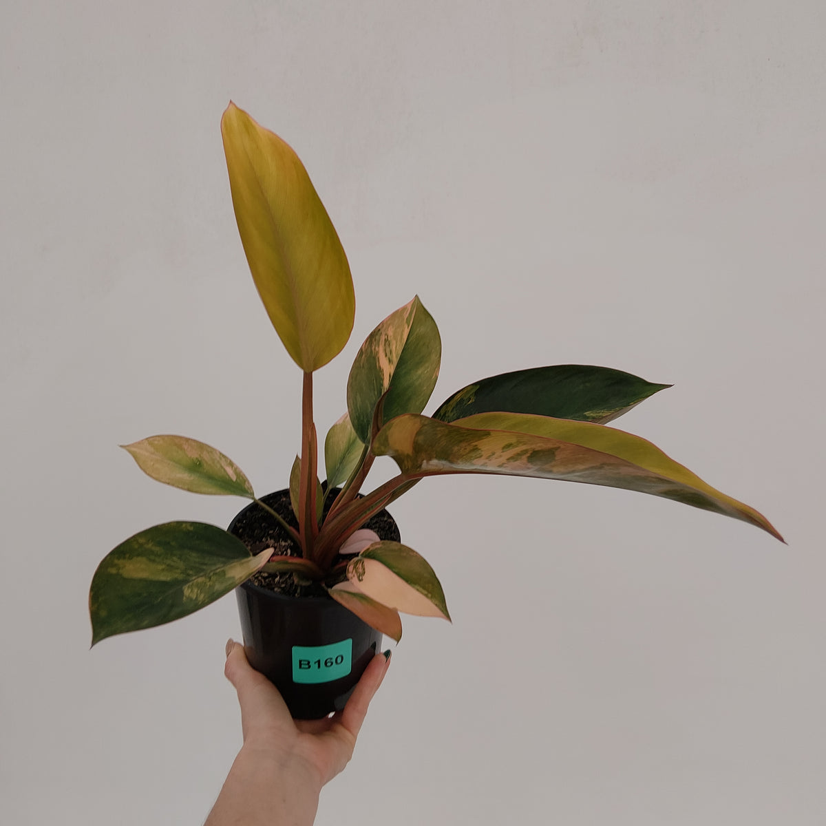 Philodendron 'Rojo Congo Variegated' 125mm - SALE