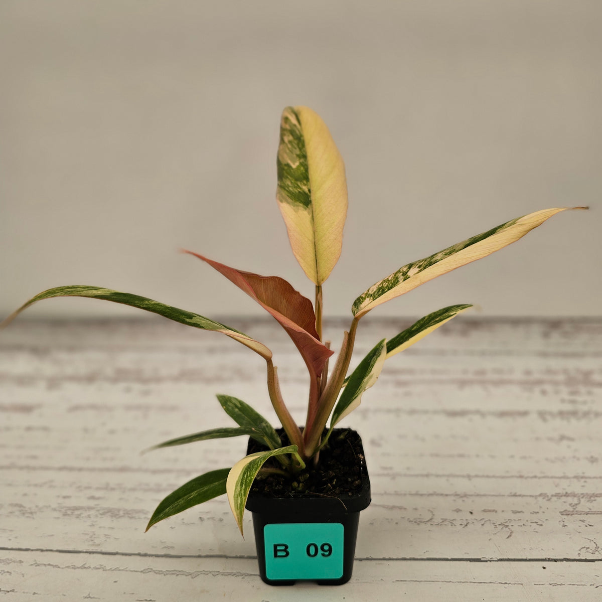 Philodendron serratum 'Caramel Marble' -flash sale