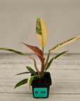 Philodendron serratum 'Caramel Marble' -flash sale