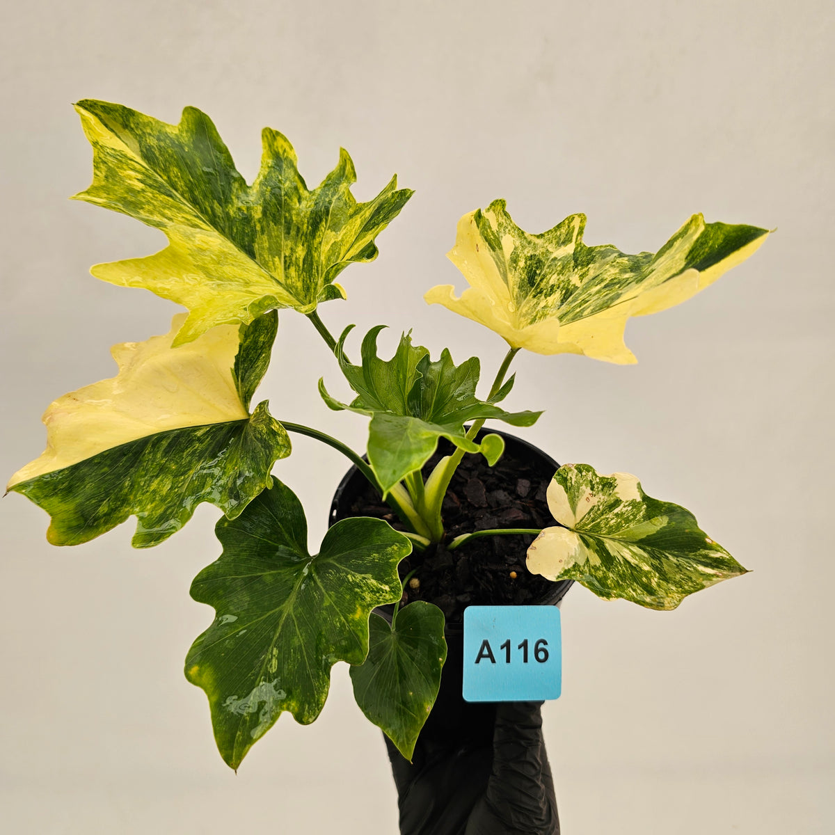 Philodendron bipinnatifidum variegata - SALE