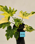 Philodendron bipinnatifidum variegata - SALE