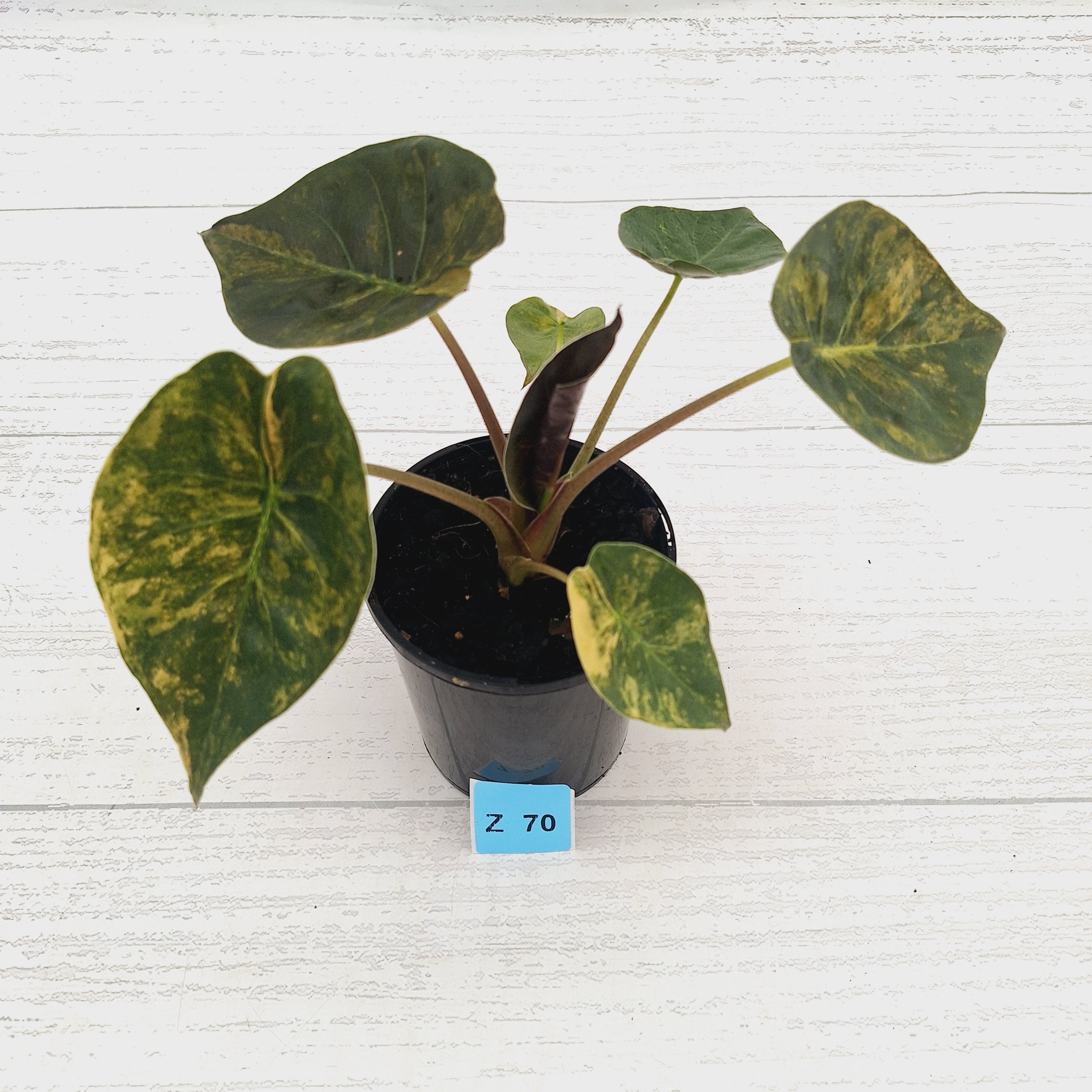 Alocasia ‘wentii’ Variegated - Sale