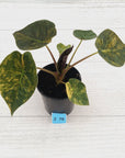 Alocasia ‘wentii’ Variegated - Sale