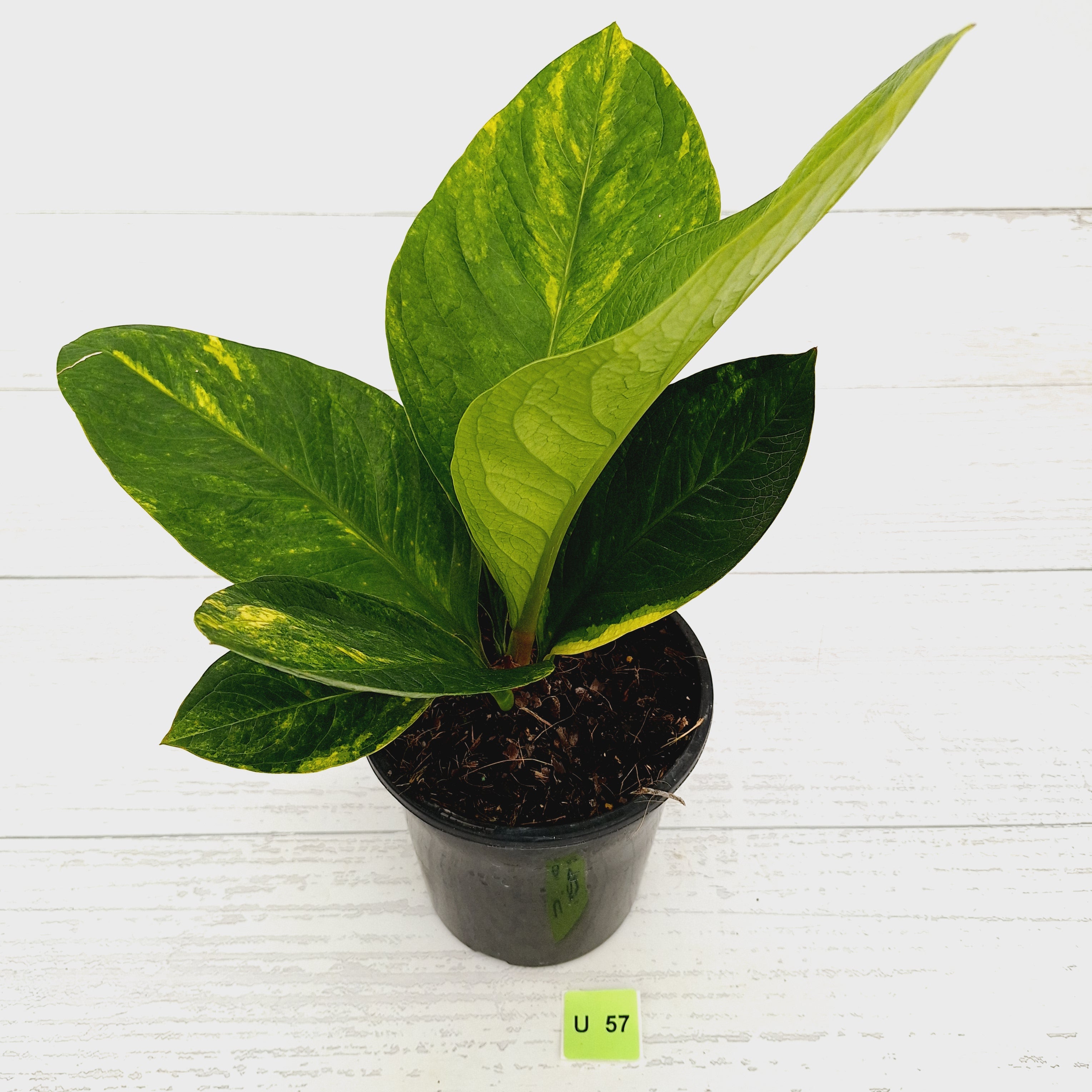 Anthurium jenmanii Variegata