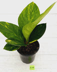 Anthurium jenmanii Variegata