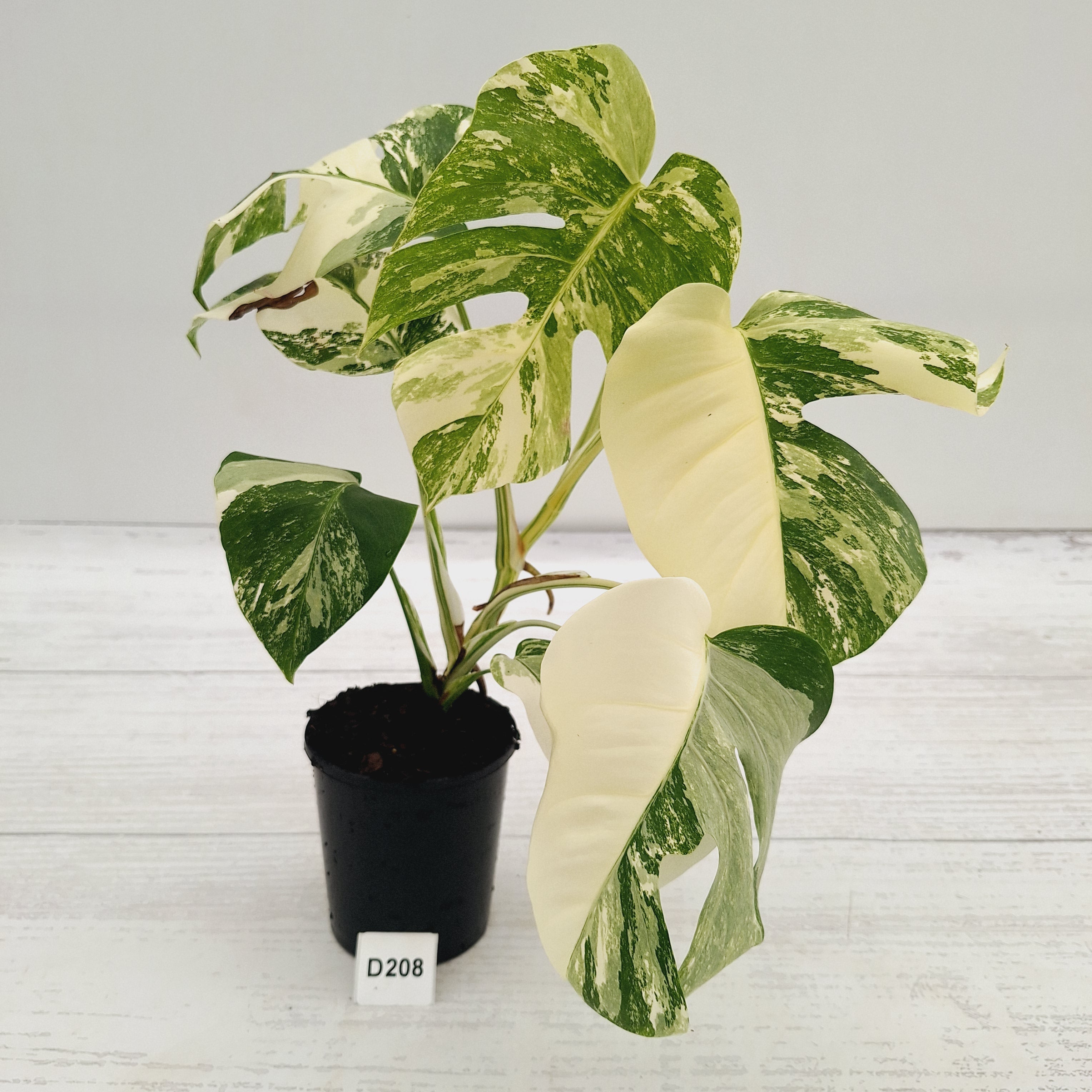 Monstera borsigiana 'Albo'