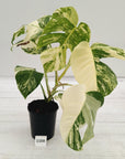 Monstera borsigiana 'Albo'