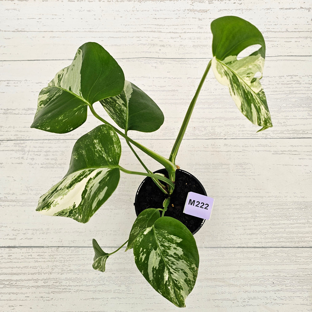 Monstera borsigiana 'Albo'