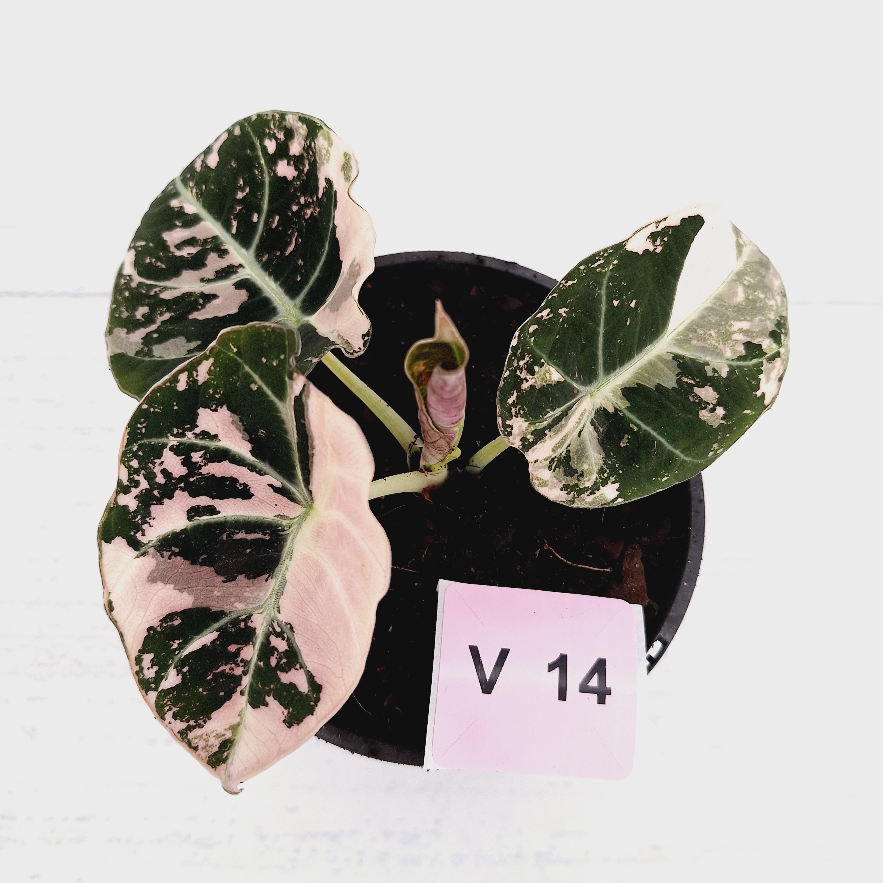 Alocasia reginula 'Black Velvet variegata'
