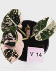 Alocasia reginula 'Black Velvet variegata'