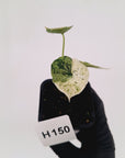 Alocasia baginda ‘Dragon Scale Mint'