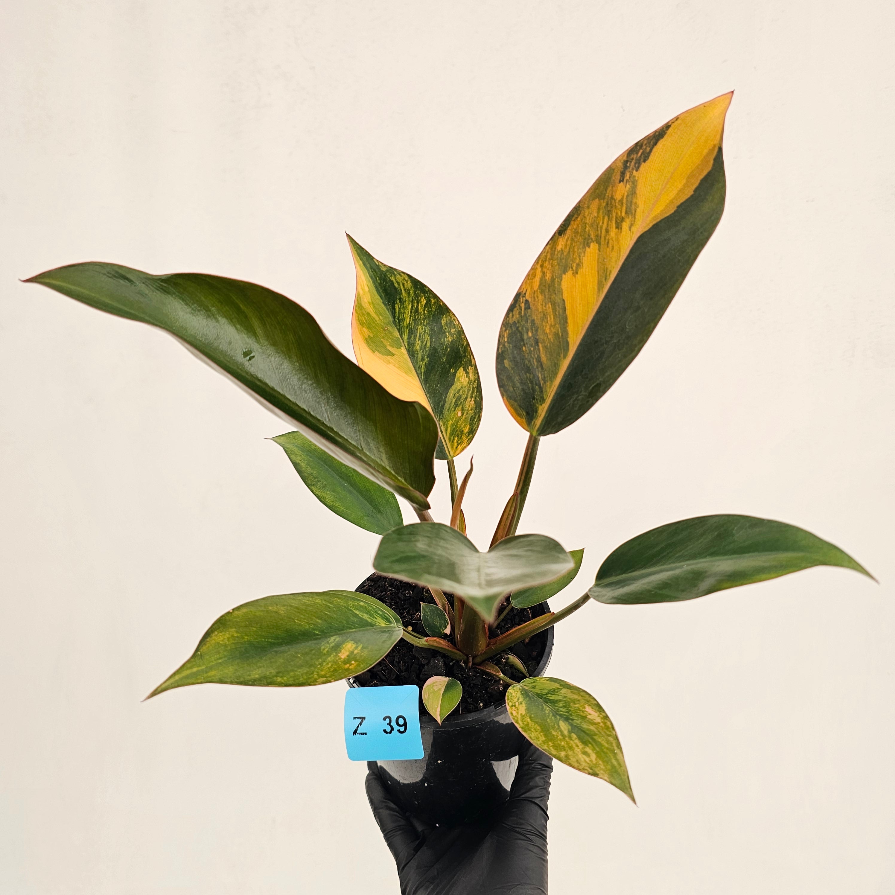 Philodendron 'Rojo Congo Variegated' 125mm